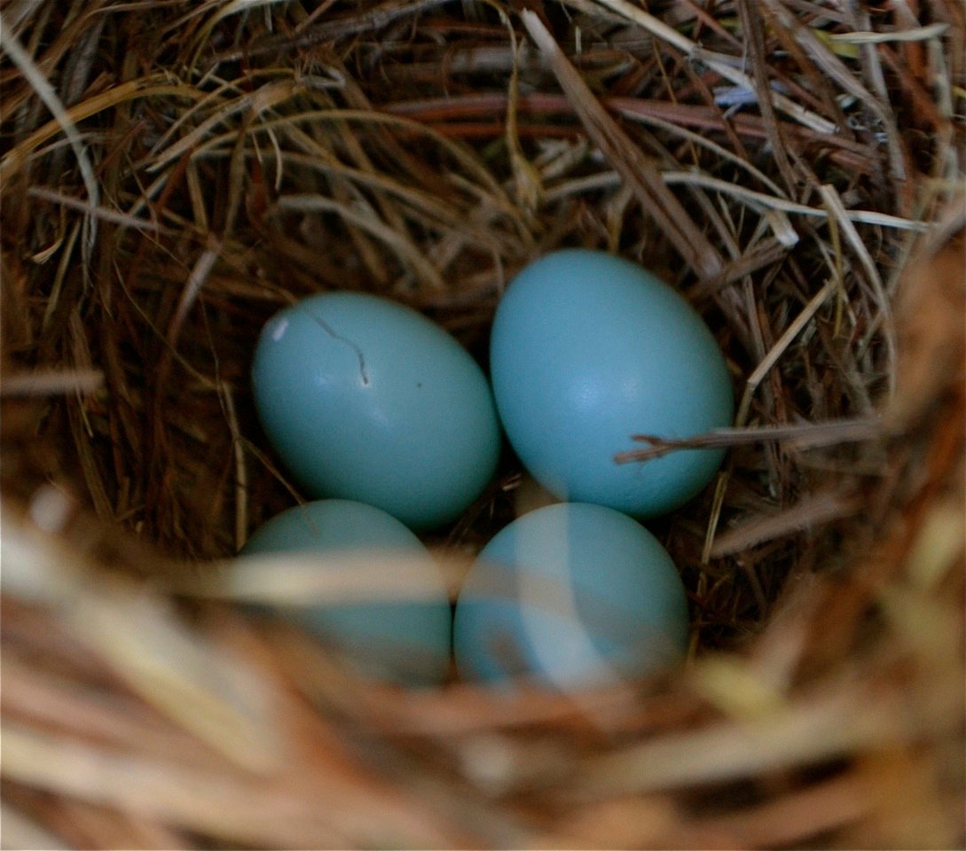 blue eggs