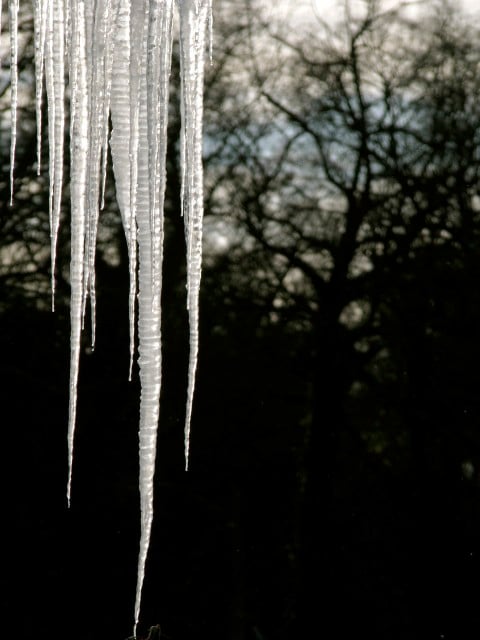 Iciclees