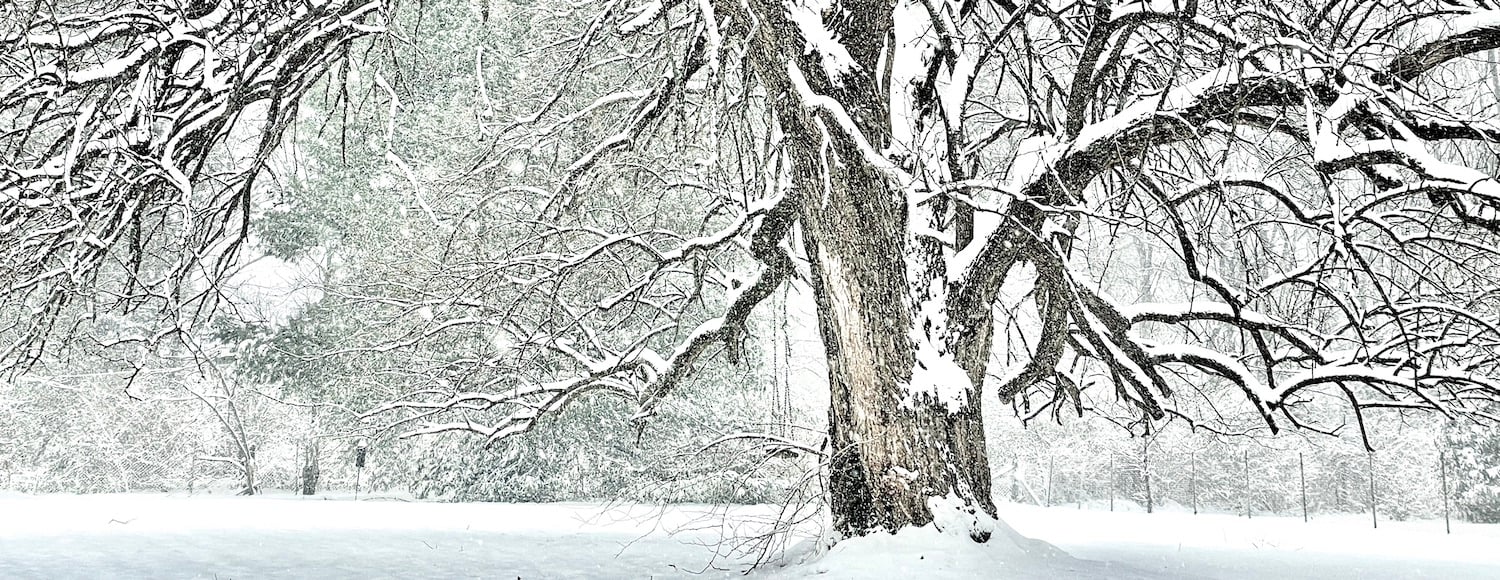 winter tree post featured image